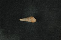 藏品(網蜷)的圖片